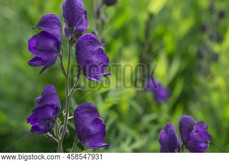 Aconitum Napellus, Monk`s-hood, Aconite Or Wolfsbane, Plant Aconitum Of The Family Ranunculaceae.