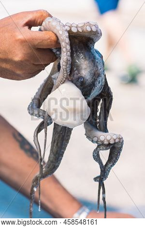 Fisherman Slamming And Softening With Hand A Big Raw Fresh Octopus On The Pier Of The Port Of Bari, 