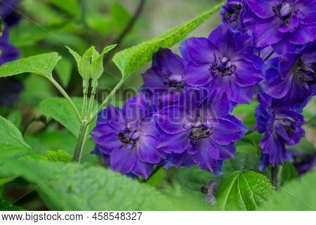 Blue Delphinium Growing In A Garden On A Sunny Day