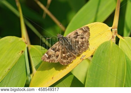 Closeup On A Fresh Emerged Mallow Skipper, Carcharodus Alceae, Sitting With Openwings In The Garden