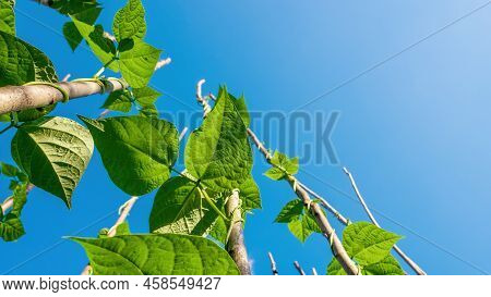 Haricot Beans. Bean Plants Go Up To The Sky On Pillars