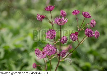 Closeup Of A Great Masterwort - Astrantia Major Flowers