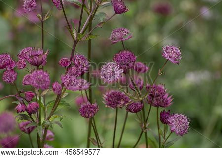 Closeup Of A Great Masterwort - Astrantia Major Flowers