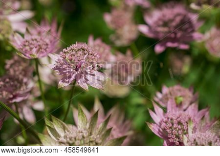 Closeup Of A Great Masterwort - Astrantia Major Flowers