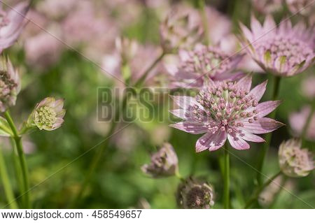Closeup Of A Great Masterwort - Astrantia Major Flowers