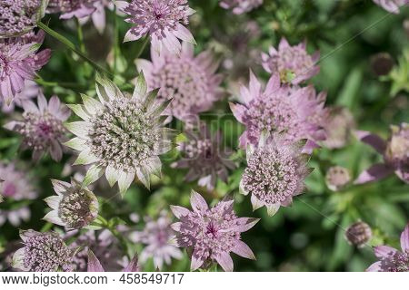 Closeup Of A Great Masterwort - Astrantia Major Flowers