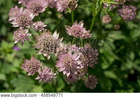 Closeup Of A Great Masterwort - Astrantia Major Flowers