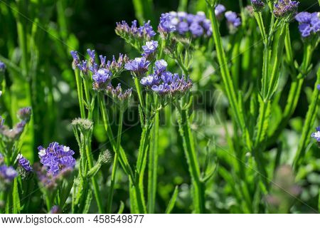 Closeup Of A Stem Of Pale Yellow Annual Statice, Limonium Sinuatum