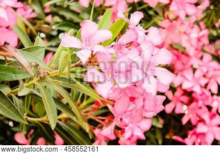 Blooming Pink Nerium Oleander In Garden.