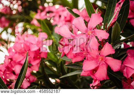 Blooming Pink Nerium Oleander In Garden.
