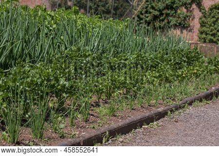 Organic Vegetables  Plant Growing In The Farm