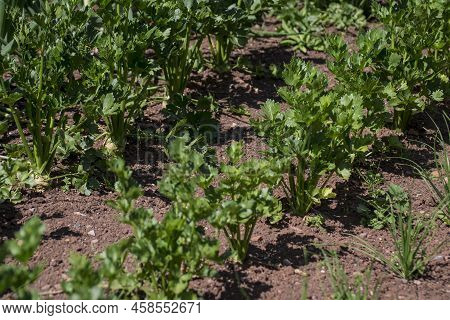 Organic Vegetables  Plant Growing In The Farm