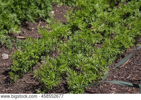 Organic Vegetables  Plant Growing In The Farm .