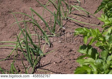 Organic Vegetables  Plant Growing In The Farm