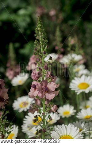 Pink Mullein, Verbascum Phoeniceum, Close-up Flowers