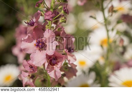 Pink Mullein, Verbascum Phoeniceum, Close-up Flowers