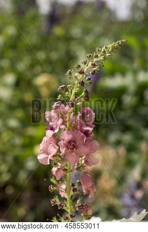 Pink Mullein, Verbascum Phoeniceum, Close-up Flowers