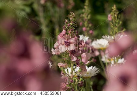 Pink Mullein, Verbascum Phoeniceum, Close-up Flowers In Garden