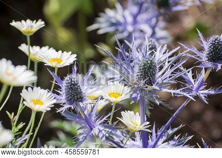The Thistle-like Flowers And Buds Of Eryngium Bourgatii Picos Blue Close Up.