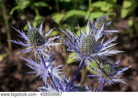 The Thistle-like Flowers And Buds Of Eryngium Bourgatii Picos Blue Close Up.