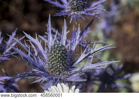 The Thistle-like Flowers And Buds Of Eryngium Bourgatii Picos Blue Close Up.