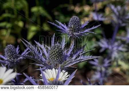 The Thistle-like Flowers And Buds Of Eryngium Bourgatii Picos Blue Close Up.