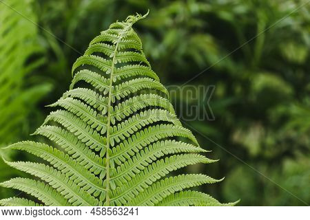 Fresh Green Fern On Natural Backgrounds Copy Space. Big Green Leaf In The Field Closeup. Tropical Fo