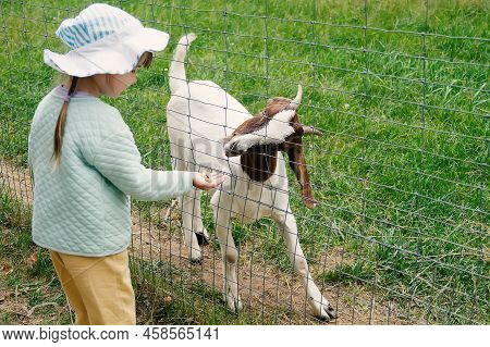 A Charming Sweet Girl Feeds A Goat On A Children's Farm Through A Fence-lattice. A Kind Little Child