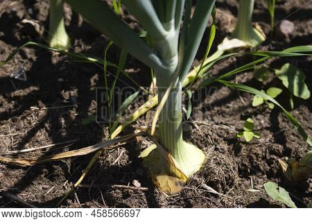 Green Growing Fresh Onion Tuber At The Farm Or Plantation Soil.