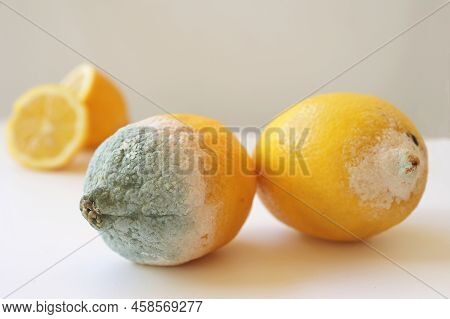 Two Moldy Lemons In Varying Degrees Of Spoilage. Lemon With Mold And Fresh Lemon On A White Backgrou