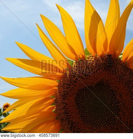 The Helianthus Sunflower Is A Genus Of Plants In The Asteraceae Family. Annual Sunflower And Tuberou