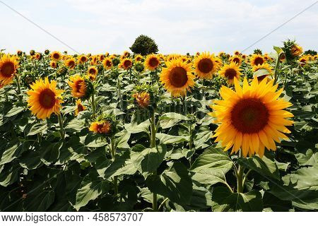 Agricultural Sunflowers Field. The Helianthus Sunflower Is A Genus Of Plants In The Asteraceae Famil