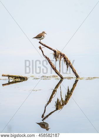 Common Sandpiper, Actitis Hypoleucos, Resting Lake Shore With Reflection In Water.