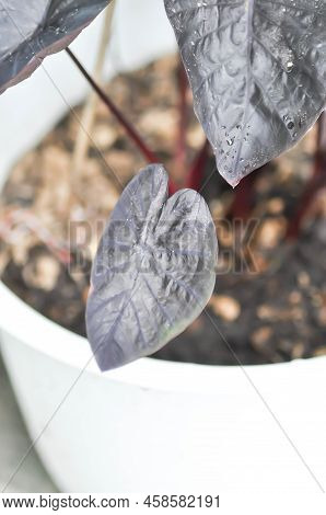 Colocasia Black Ripple , Colocasia Or Black Colocasia Plant And Colocasia Esculenta Or Colocasia Bla