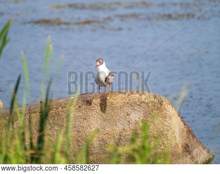 Common Sandpiper, Actitis Hypoleucos, Resting Lake Shore Under Raindrops. The Common Sandpiper, Acti