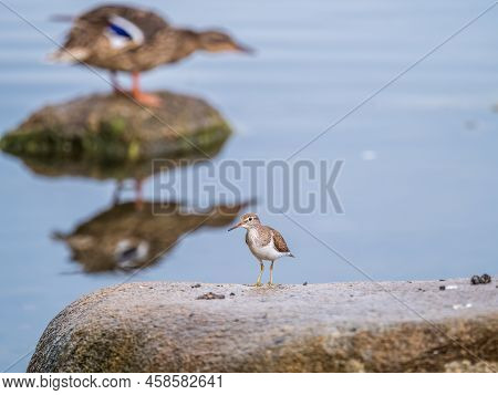 Common Sandpiper, Actitis Hypoleucos, Resting Lake Shore Under Raindrops.