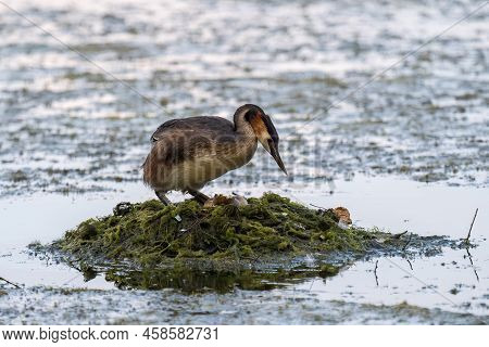 Great Crested Grebe, Podiceps Cristatus, Water Bird Sitting On The Nest, Nesting Time On The Green L