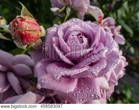 Close-up Of Outstanding, Old Fashioned Lavender Rose 'novalis' With Multi Layered Mauve Flowers. Det