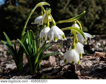 The Spring Snowflakes - Leucojum Vernum - With Single White Flowers With Greenish Marks Near The Tip