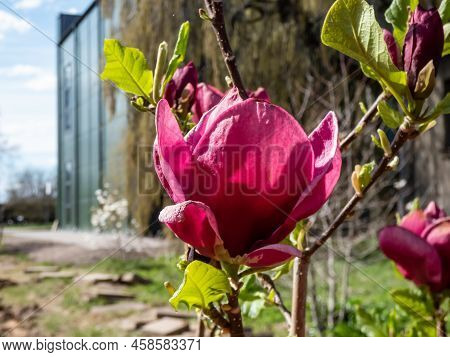 Magnolia 'genie' With Deep Red, Almost Black Bud That Open Into Medium-sized, Cup Shaped, Lotus-like