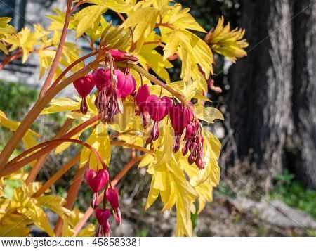 Blooms Of The Bleeding Heart Plant Cultivar (dicentra Spectabilis) 'gold Hearts'. Brilliant Gold Lea