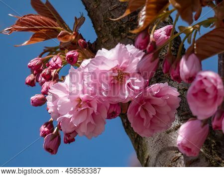 Beautiful, Dreamy Pink Cherry Blossoms Of The Japan Pink Sakura Flowers Flowering On The Branches An