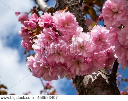 Beautiful, Pink Cherry Blossoms Of The Japan Pink Sakura Flowers Flowering On The Branches And Stems