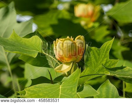Flowering Tulip Tree (liriodendron Tulipifera). Macro Shot Of Pale Green And Yellow Flower With An O