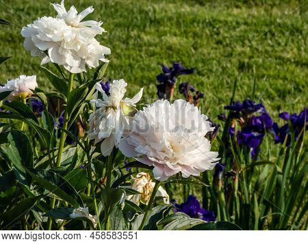 Peony (paeonia Lactiflora) 'cornelia Shaylor' Flowering With Flesh-white And Pale Rose-colored Flowe
