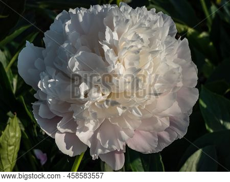 Peony (paeonia Lactiflora) 'cornelia Shaylor' Flowering With Flesh-white And Pale Rose-colored Flowe