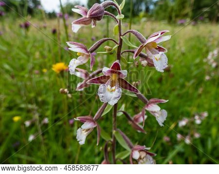 The Marsh Helleborine (epipactis Palustris) Flowering With The Flowers With Sepals That Are Coloured