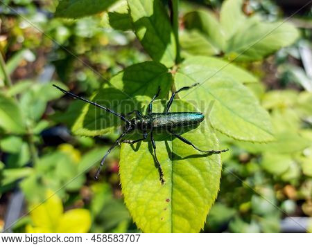 Macro Shot Of Adult Musk Beetle (aromia Moschata) With Very Long Antennae And Coppery And Greenish M