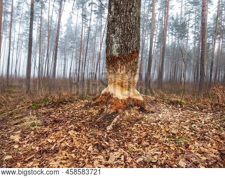 Big Tree With Impressive Beaver Damage And Signs On Wood Trunk From Teeth. Tree Almost Cut By Beaver
