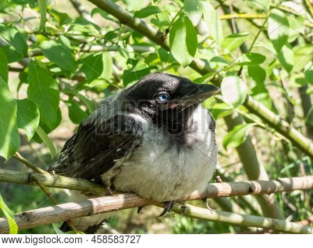Close-up Shot Of The Juvenile Hooded Crow (corvus Cornix) With Dark Plumage With Blue And Grey Eyes 